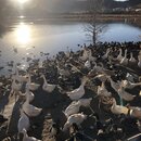 Songzanlin Lamasery Monastery (988651)