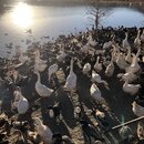 Songzanlin Lamasery Monastery (990813)