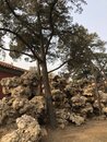 Forbidden City and Tiananmen Square (981423)