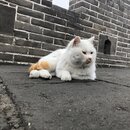 The Great Wall of China (987673)