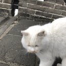 The Great Wall of China (991021)