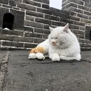 The Great Wall of China (983126)