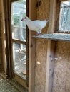 Bill's Pigeon Coop (998522)