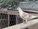 Bill's Pigeon Coop (997939)