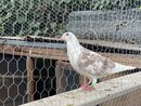 Bill's Pigeon Coop (1000071)