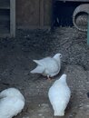 Bill's Pigeon Coop (999916)