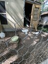 Bill's Pigeon Coop (999258)