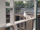 Bill's Pigeon Coop (999394)