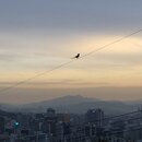 Exploring Seoul (993068)