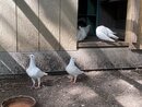 Bill's Pigeon Coop (999183)