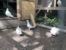 Bill's Pigeon Coop (998507)