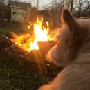 Backyard Fire with Atti (984172)