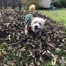 Backyard Fire with Atti (984321)