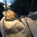 Atticus Finch! (992242)