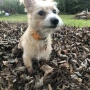 Backyard Fire with Atti (986104)