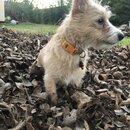 Backyard Fire with Atti (985180)