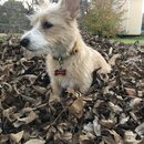 Backyard Fire with Atti (991506)