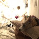 Christmas Time at Heather's (992334)