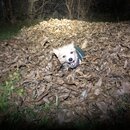 Random Photos 2018 (983771)