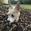 Backyard Fire with Atti (988742)