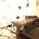 Christmas Time at Heather's (983411)