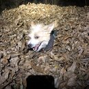 Random Photos 2018 (985147)