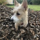 Backyard Fire with Atti (989071)