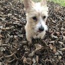 Backyard Fire with Atti (981399)