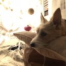 Christmas Time at Heather's (988903)