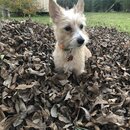 Backyard Fire with Atti (985037)