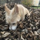 Backyard Fire with Atti (987466)