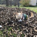 Backyard Fire with Atti (981987)