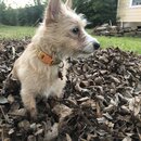 Backyard Fire with Atti (990698)