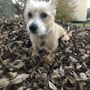 Backyard Fire with Atti (985327)