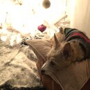 Christmas Time at Heather's (987154)