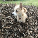 Backyard Fire with Atti (983182)