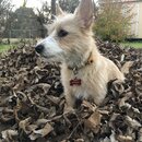 Backyard Fire with Atti (990628)