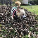 Backyard Fire with Atti (983073)