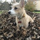 Backyard Fire with Atti