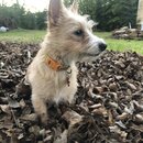 Backyard Fire with Atti (990525)