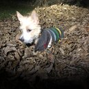 Random Photos 2018 (983243)