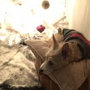 Christmas Time at Heather's (985017)