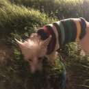 Atticus Finch! (989652)