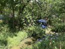 Problems in the Creek (999782)