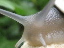 A Snail in my Garden (23523)