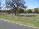 Travis County International Cemetery (24034)