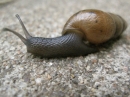 A Snail in my Garden (23474)