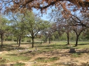 Travis County International Cemetery (24068)
