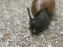 A Snail in my Garden (23477)