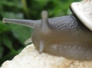 A Snail in my Garden (23512)